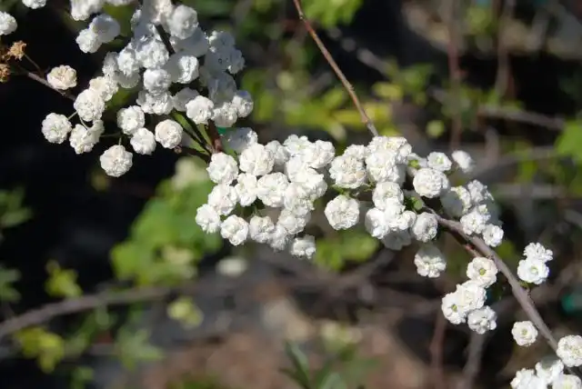 Спиреи сливолистная (Spiraea prunifolia)