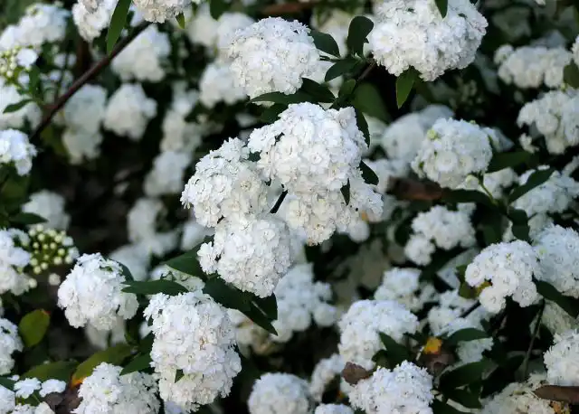 Спирея кантонская (Spiraea cantoniensis)
