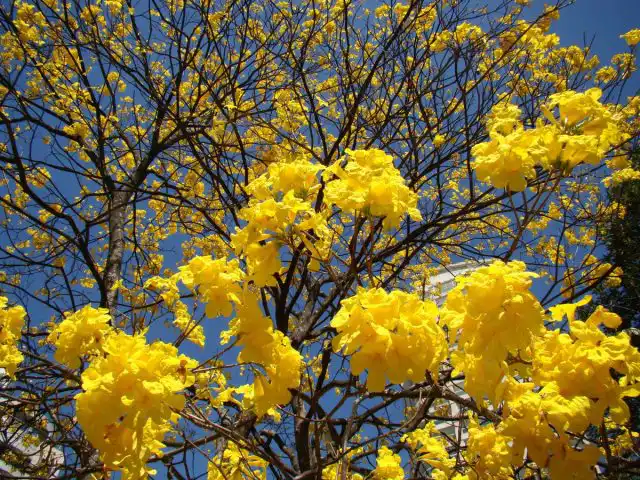 Табебуйя золотистая (tabebuia chrysotricha)