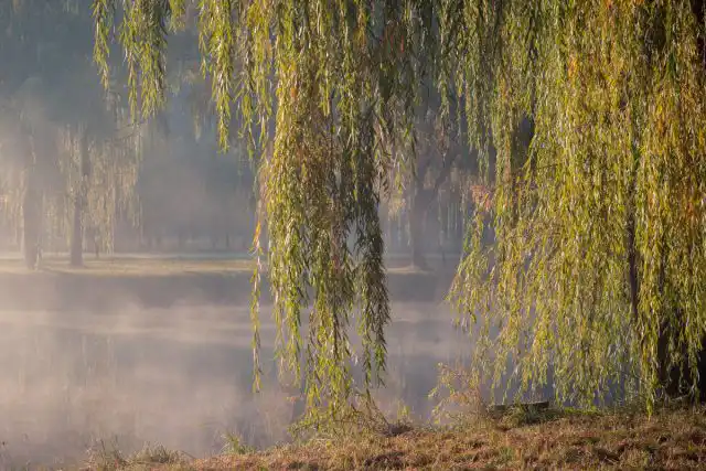 Грація плакучого саду: