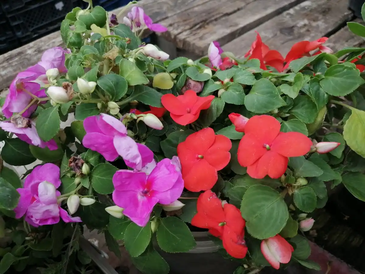 Кровохлебка тупая (Sanguisorba obtusa), она же кровохлебка туполистная