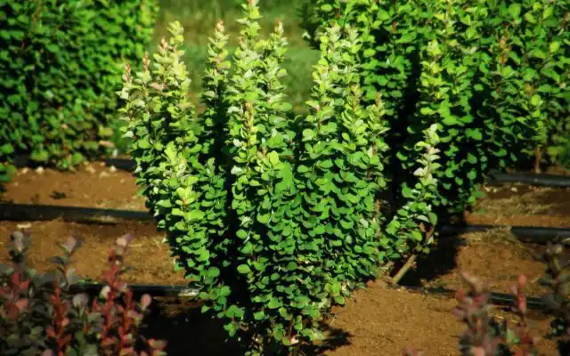 Барбарис Тунберга «Эректа» (Berberis thunbergii 'Erecta')