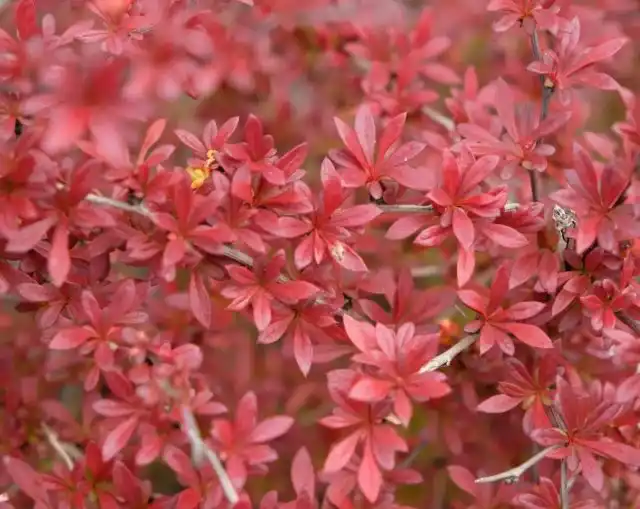 Барбарис Тунберга «Оранж Дрим» (Berberis thunbergii 'Orange Dream')