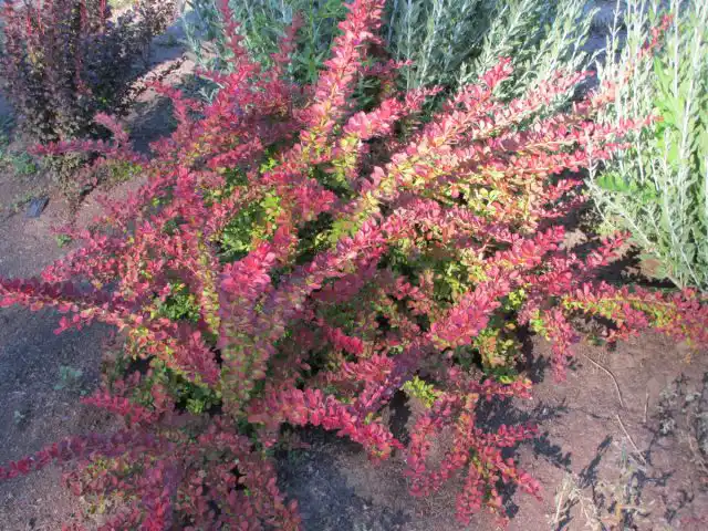 Барбарис Тунберга «Ред Карпет» (Berberis thunbergii 'Red Carpet')