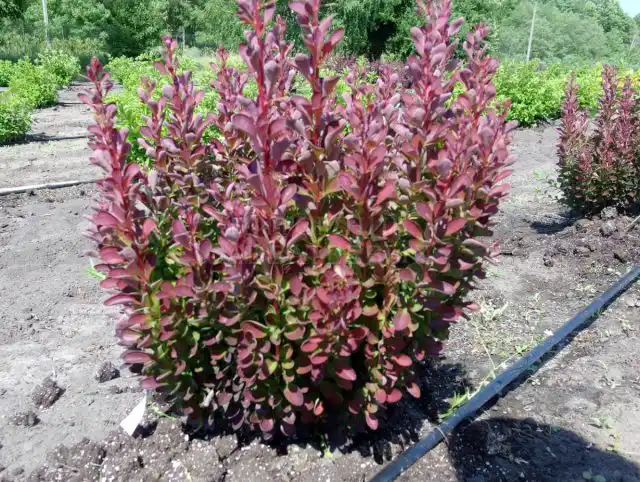 Барбарис Тунберга «Ред Пиллар» (Berberis thunbergii 'Red Pillar')