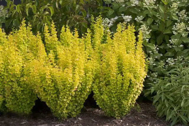 Барбарис Тунберга «Голден Рокет» (Berberis thunbergii 'Golden Rocket')