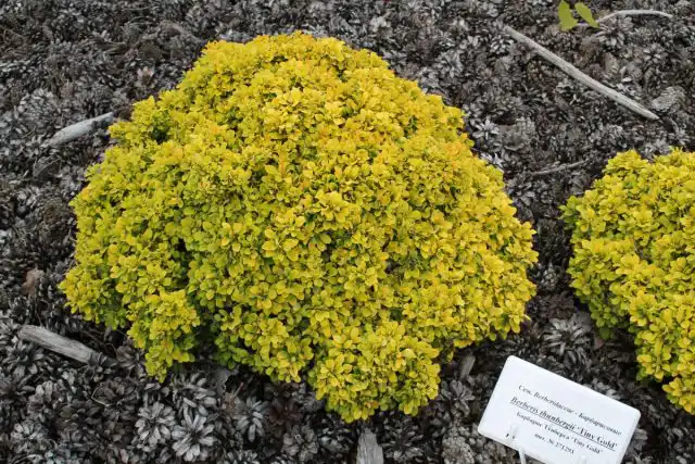 Барбарис Тунберга «Тайни Голд» (Berberis thunbergii 'Tiny Gold')