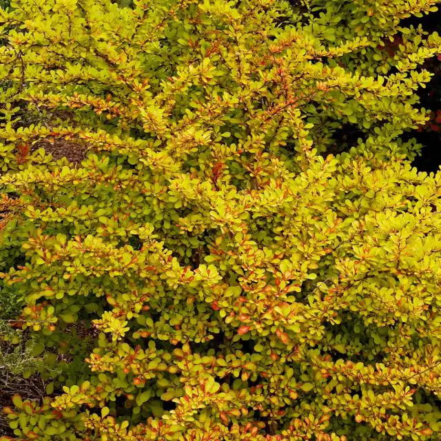 Барбарис Тунберга «Дьяболикум» (Berberis thunbergii 'Diabolicum')