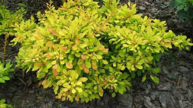 Барбарис Тунберга «Голден Карпет» (Berberis thunbergii 'Golden Carpet')
