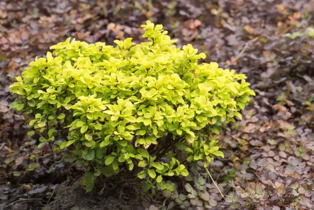 Барбарис Тунберга «Санни» (Berberis thunbergii 'Sunny')