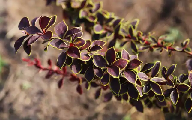 Барбарис Тунберга «Коронита» (Berberis thunbergii 'Coronita')