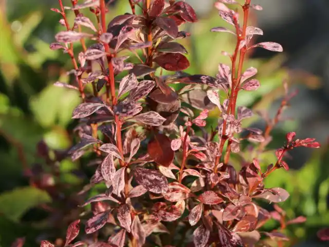 Барбарис Тунберга «Рози Рокет» (Berberis thunbergii 'Rosy Rocket')