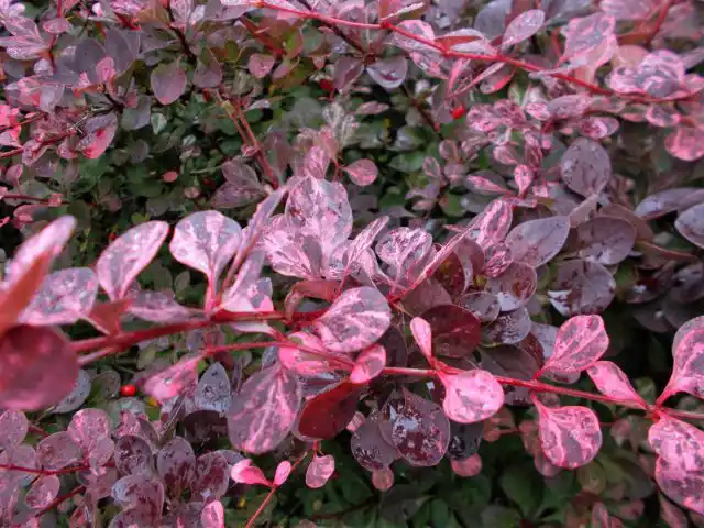 Барбарис Тунберга «Пинк Квин» (Berberis thunbergii 'Pink Queen')