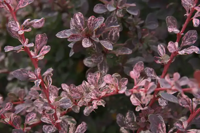 Барбарис Тунберга «Роуз Глоу» (Berberis thunbergii 'Rose Glow')