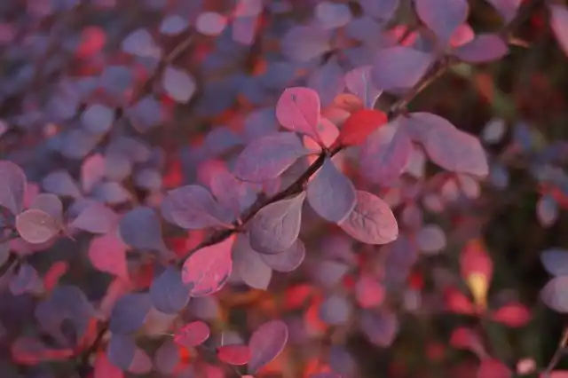 Барбарис Тунберга «Атропурпурея» (Berberis thunbergii 'Atropurpurea')