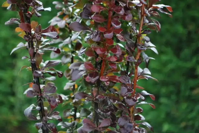 Барбарис Тунберга «Хеллмонд Пиллар» (Berberis thunbergii 'Helmond Pillar')