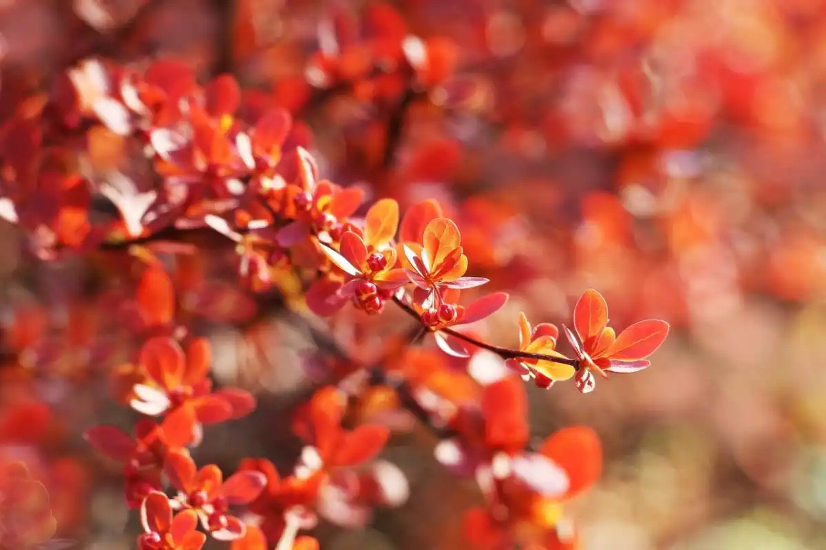 Барбарис Тунберга «Оранж Карпет» (Berberis thunbergii 'Orange Carpet')