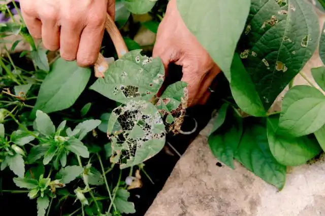 После того как растения отцвели и образовали завязи, некоторые перестают бороться с болезнями и вредителями, что является ошибкой.