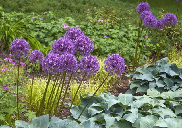 Декоративный лук (Allium)