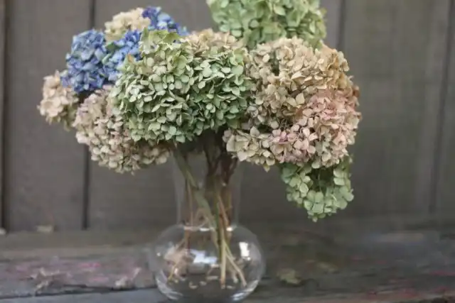 Гортензия (Hydrangea)