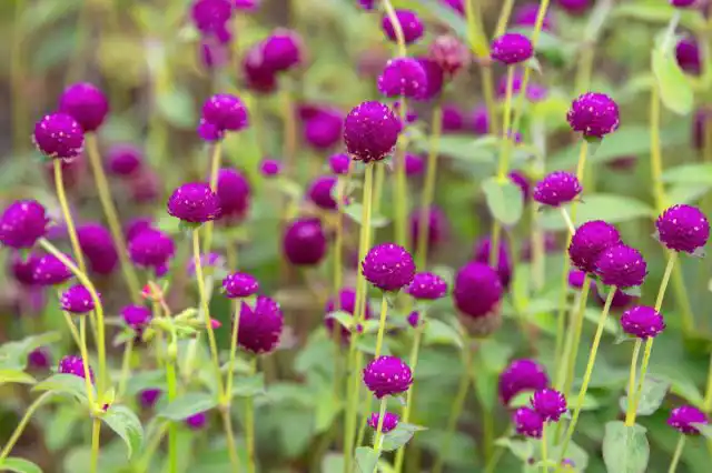 Гомфрена (Gomphrena)