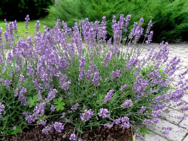 Лаванда (Lavandula)