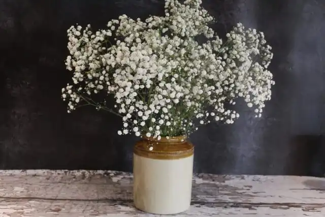 Гипсофила (Gypsophila)