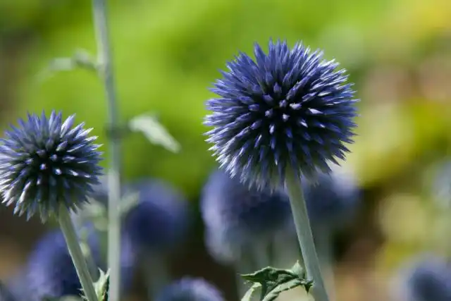 Мордовник (Echinops)