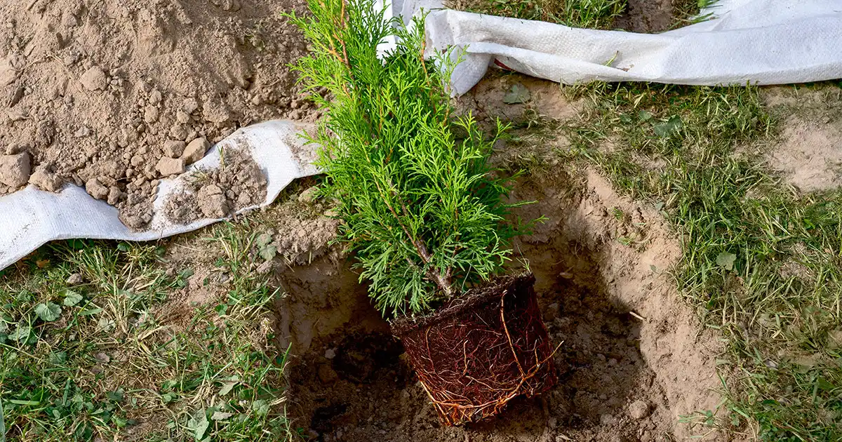 Осеннее пролонгированное удобрение Bona Forte Хвойное поможет туям окрепнуть и спокойно перенести будущие морозы