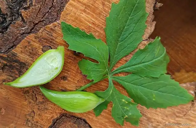 Наиболее яркой особенностью циклантеры являются желтовато-зеленые плоды в форме башмачка