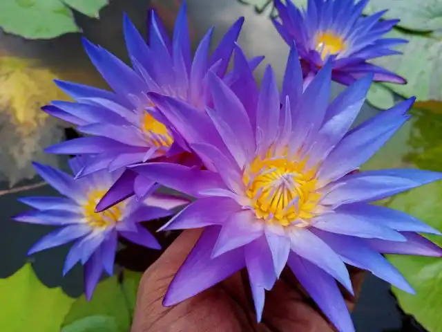 В настоящее время существует множество очень достойных сортов нимфей, например, нимфея «Блю Висл» (Nymphaea 'Blue Whistle')