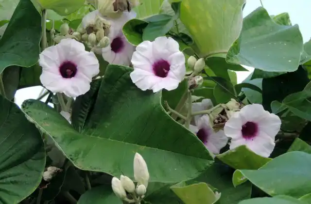 Роза гавайская (Argyreia nervosa)