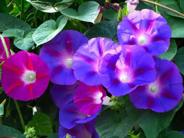 В качестве альтернативы подойдут любые другие Вьюнковые, например, многочисленные сорта и виды ипомей