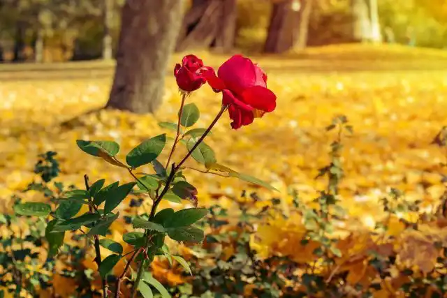 Розы очень украшают засыпающий сад!