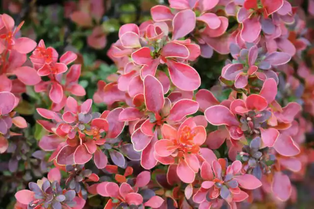 Отличительный признак барбариса Тунберга – мелкие округлые листочки с абсолютно ровным краем