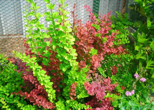 Еще одна особенность барбариса – гетерофилия, когда на одном растении одновременно могут присутствовать листья различных окрасов