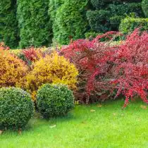 Барбарис Тунберга прекрасно подходит для посадки в группах