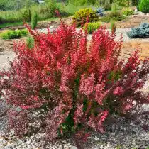 В качестве солитера барбарис Тунберга смотрится выигрышно даже без строгой обрезки