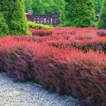 Барбарис Тунберга отзывчив на стрижку. Вы легко можете создать плотные живые изгороди с его помощью