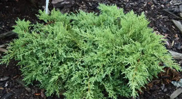 Можжевельник Пфитцера «Пфитцериана Компакта» (Juniperus x pfitzeriana/media 'Pfitzeriana Compacta')