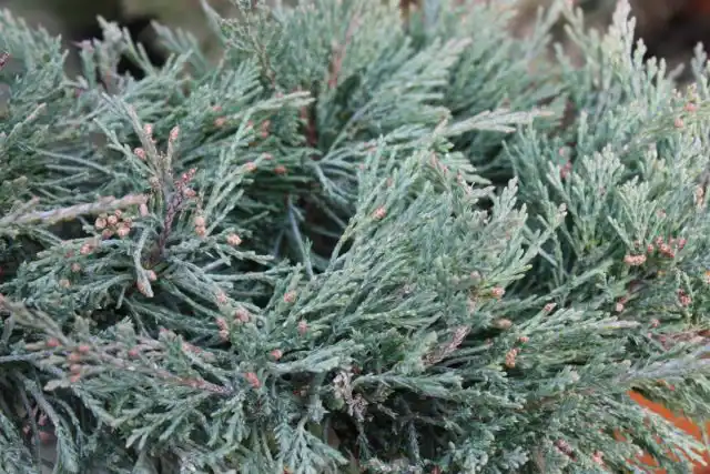 Можжевельник Пфитцера «Пфитцериана Глаука» (Juniperus x pfitzeriana/media 'Pfitzeriana Glauca')