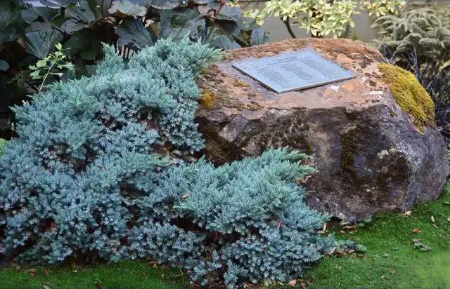 Можжевельник чешуйчатый «Блю Стар» (Juniperus squamata 'Blue Star')
