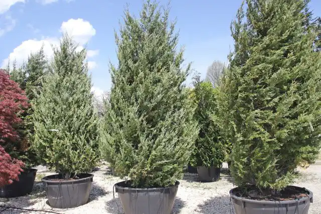 Можжевельник виргинский «Глаука» (Juniperus virginiana 'Glauca')