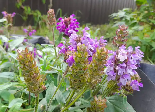 Семенные головки еще долго будут украшать куртины даже после того как черноголовка отцвела