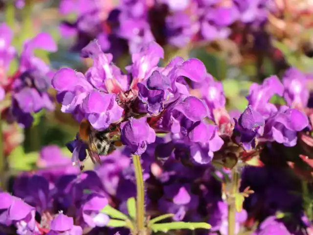 Черноголовка крупноцветковая «Белла Блю» (Prunella grandiflora 'Bella Blue')