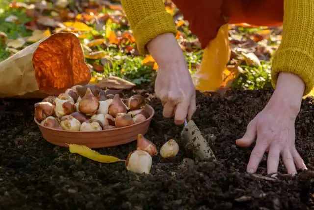 Все, що вам потрібно знати про
