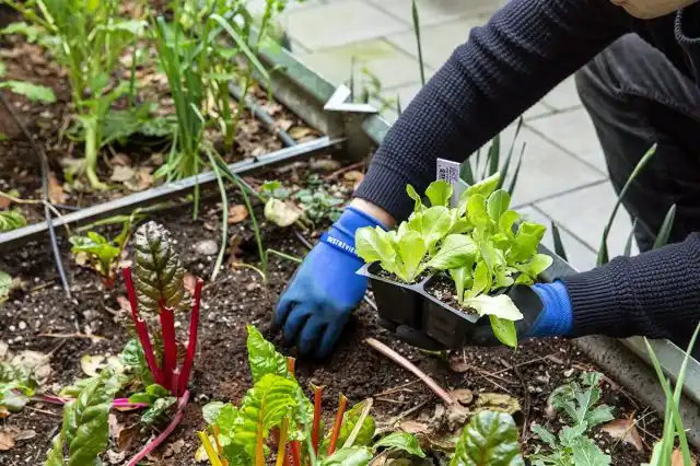 Готовьтесь к тому, что первые и последние дни месяца вы посвятите не посадкам семян, а уходу за саженцами: 1, 10–11 и 25–30 июня почва будет отдыхать, и семена сажать будет бессмысленно.