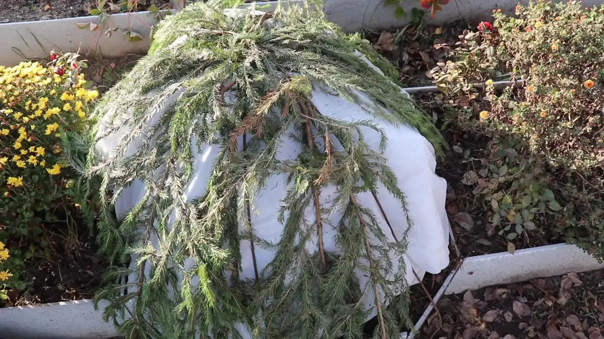 К сожалению, в урожайный период нужно куда бережнее обходиться с инсектицидами.