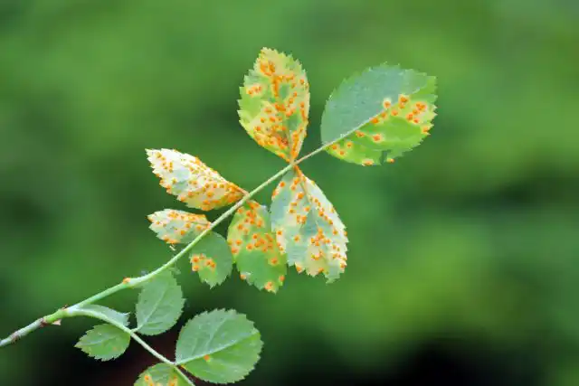 Обязательно регулярно осматривайте розы, лилии и флоксы. Погода ожидается засушливая, и потому избыточная влага угрожает не столько из-за дождей, сколько из-за усиленных поливов или плохого дренажа почвы.