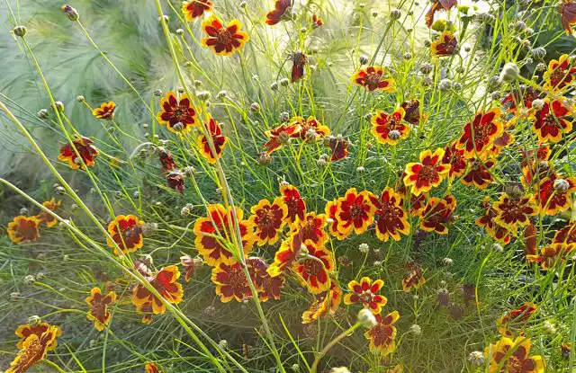 Космидиум «Брюнет» (Cosmidium burridgeanum ‘Brunette’)